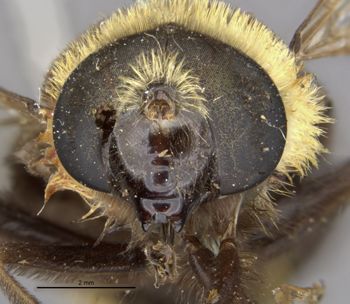 Media type: image;   Entomology 4072 Aspect: head frontal view